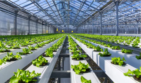 Greenhouse Flooring