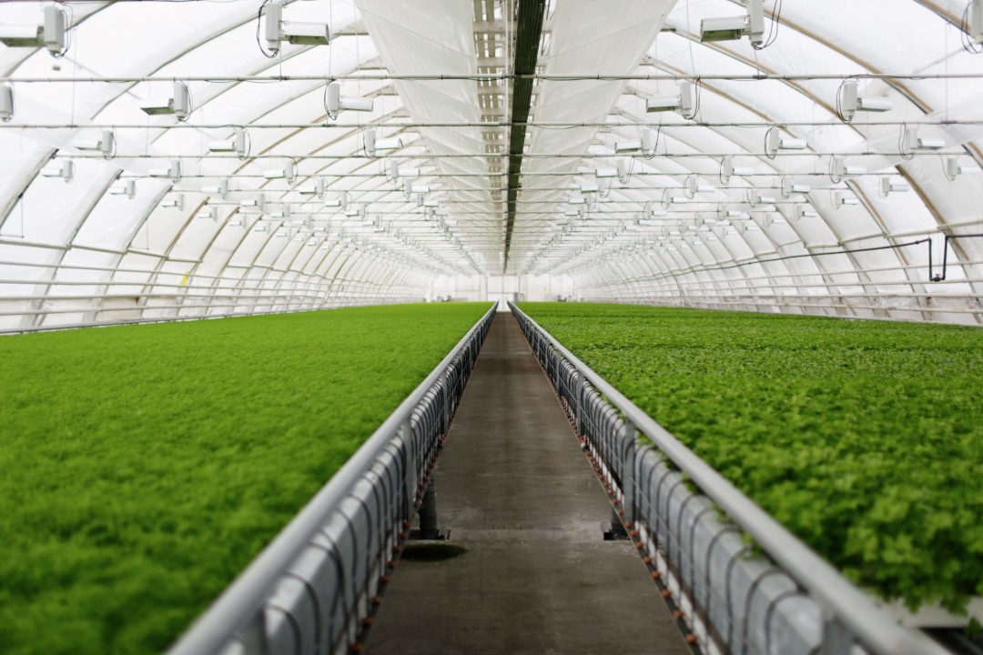 Renewable Agriculture Foam: Geothermal Greenhouse Efficiency